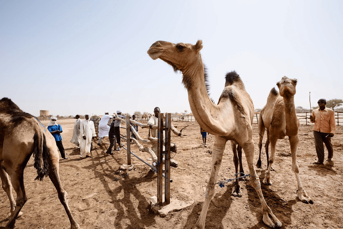 Chad Ndjamena Streets Of The World